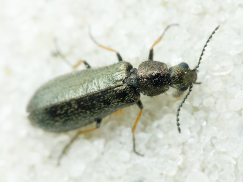 Melyridae Leach, 1815